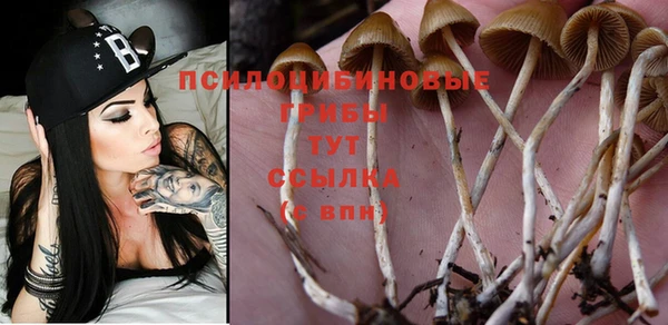 ПСИЛОЦИБИНОВЫЕ ГРИБЫ Михайловка